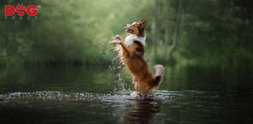 DOG GPS локатор для собак 20 км 40 ч бесплатно