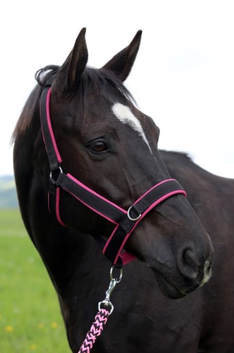 KANTAR MANMAT STABLE HALTER BRĄZOWY L