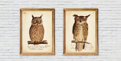 ROZRYWKOWA SOWA, stara grafika, zabawny reprint vintage do wystroju domu