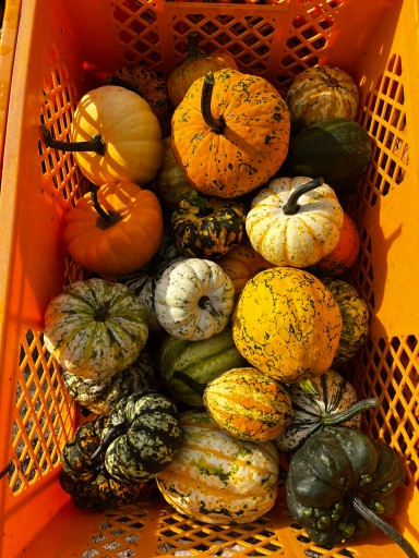 Декоративная тыква HALLOWEEN FRESH