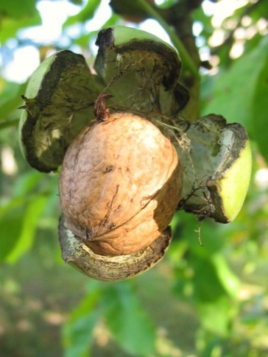 Микориза WALNUTS крупные плоды 1,5л