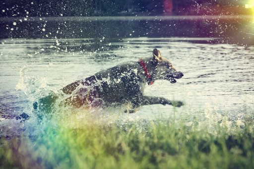 DOG GPS локатор для собак 20 км 40 ч бесплатно