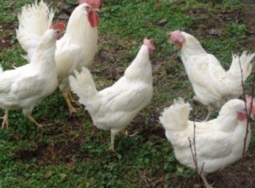 Pasza dla kur niosek bez GMO z ziołami 20kg EKO KN