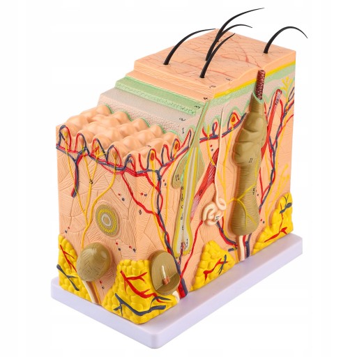 MODEL SKÓR ANATOMICZNYCH 3D