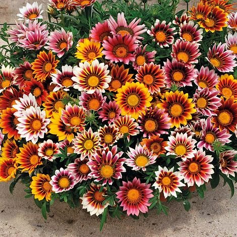 Семена GAZANIA GLOSSY Солнечные, яркие цветы BIOSEDES
