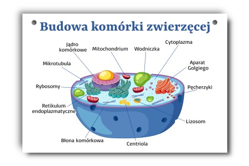 Tablica edukacyjna budowa komórki zwierzęcej A4