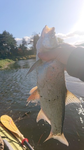 POPPER FLOPPER Воблер на щуку СОМА PIKE ZANDER 06