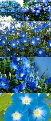 TRICOLORED WILLE 'HEAVENLY BLUE' - небесная лоза (L)