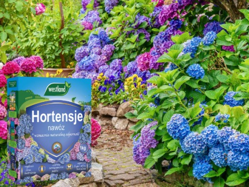 NAWÓZ DO HORTENSJI rododendronów wrzosów OBFITE KWITNIENIE 1KG WESTLAND