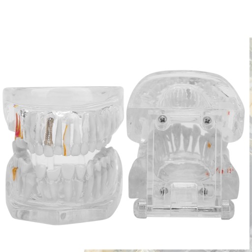MODEL ZĘBÓW DENTYSTYCZNYCH DLA DOROSŁYCH