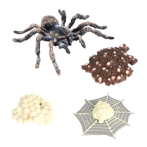 Модель роста паука Whiteknee