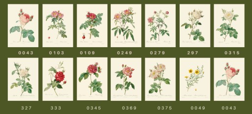 Гравюры уникальные розы, 1817 г., А4, 14 рисунков.