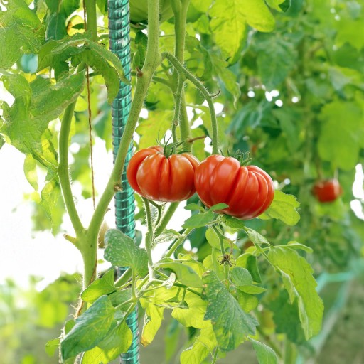 Zielone Tyczki do Pomidorów Kompozytowe Ekologiczne 10mm 180 cm Podpora EKO