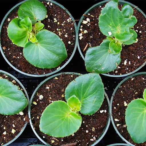 Садоводческий перлитовый кондиционер для посева почвы Agroperlit Rooter 20л