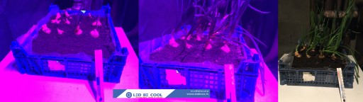 GROW LED лампа для выращивания растений 22Вт 120LED IP65 PL