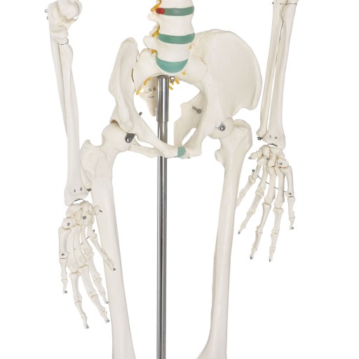 МОДЕЛЬ 501 SKELETON SKELETON 181,5 см FV В РАССРОЧКУ