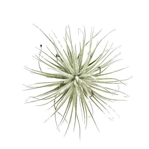 Tillandsia tectorum var. snow Оплетенная тилландсия Снег Живое растение