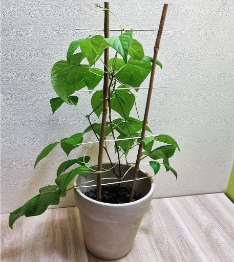 Опора для растений BAMBOO LADDER 45см
