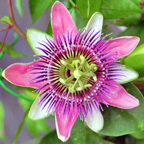 PASIFLORA PASSION FLOWER САМАЯ КРАСИВАЯ ПОЛИЗА 2.8