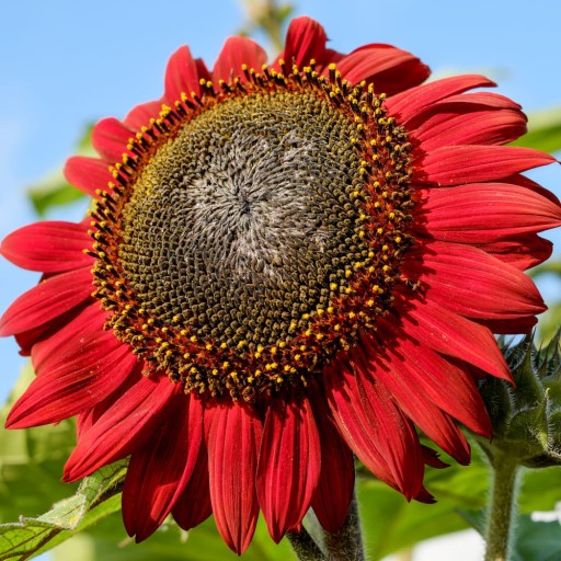 Декоративные семена RED SUNFLOWER RED SUN