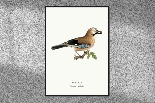 Pliszka Grey Birds Plic