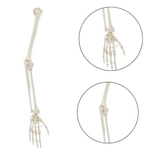 Model anatomiczny KOŃCZYNY GÓRNEJ bez łopatki 1:1