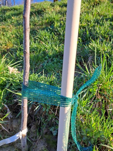 Podpora do drzewek owocowych i krzewów 32mm 70 cm