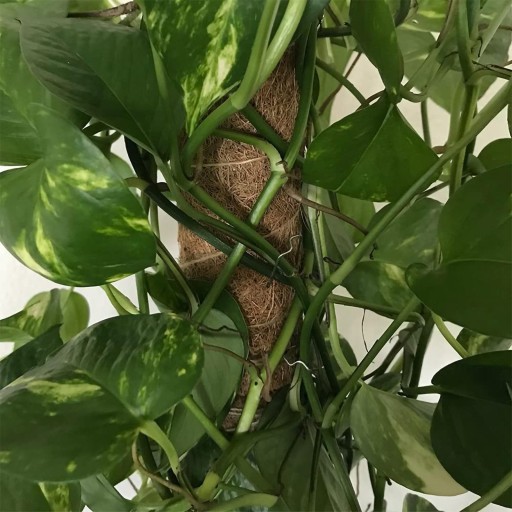 Булавки для цветочных композиций Greening U Flower 100 шт.