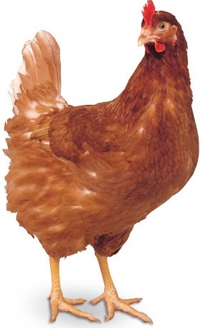 KONCENTRAT NUTRENA NIOSKA DJ DLA KUR NIOSEK 25kg