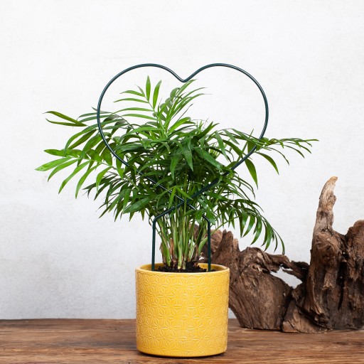 PODPORA PODPÓRKI DO ROŚLIN KWIATÓW RÓŻ PNĄCZY 34CM - WYTRZYMAŁE I STABILNE