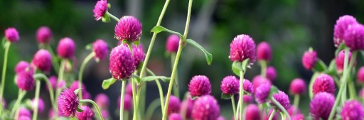 Цветы съедобные Гомфрена сферическая многолетняя 10г