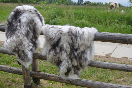 Skóra Owcza GIGANT ISLAND Długi Włos Biało-Czarna