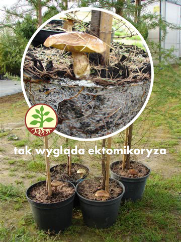 Микориза для мицелия хвойных деревьев