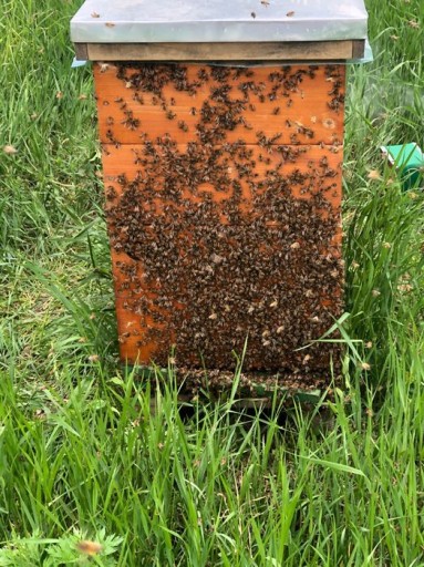 BuckFast в пчелиных матках