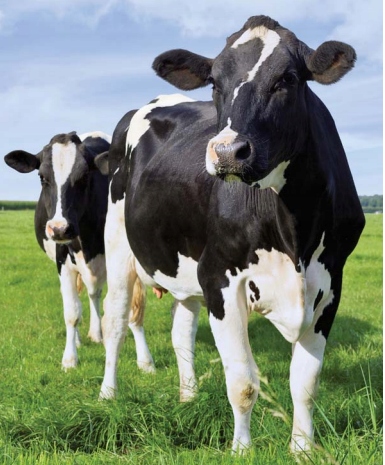 IZOLATOR rolka narożna do pastucha 4 sztuki/kpl do lin do 8 mm do drewna