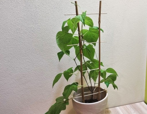 Опора для растений BAMBOO LADDER 45см