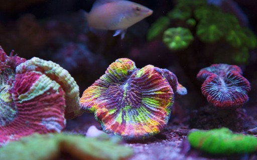Морская соль АКВАФОРЕСТ 7,5 кг морская соль для аквариума