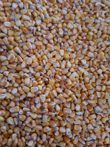 Зерно кукурузное фуражное продовольственное 25 кг