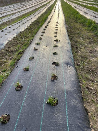 agrotkanina OTWORY pod SADZONKI czarna agrowłóknina do TRUSKAWEK i WARZYW