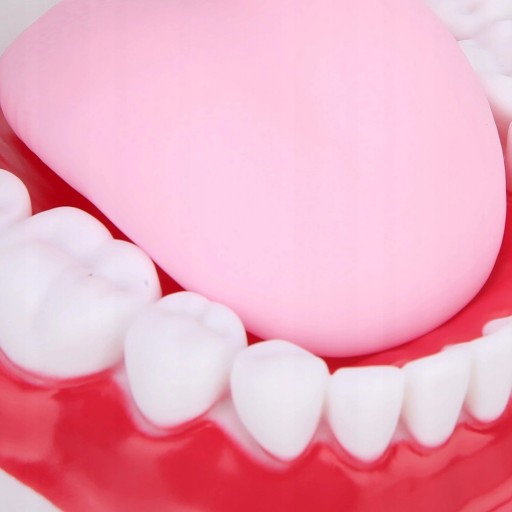 MODEL DENTYSTYCZNY MODEL ZĘBÓW