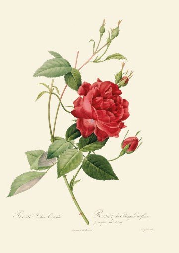 Гравюры уникальные розы, 1817 г., А4, 14 рисунков.