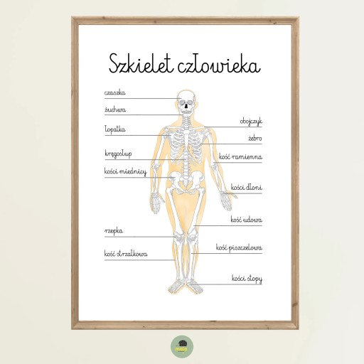 Plakat Edukacyjny Szkielet Człowieka Anatomia A4 Montessori budowa ciało
