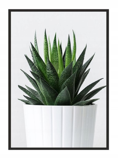 КАРТИНА-ПОСТЕР В РАМКЕ 33х43 см Кактус P649