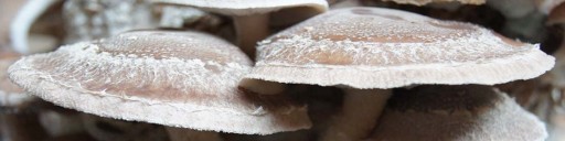 Shiitake – PŁYNNA GRZYBNIA 10ml