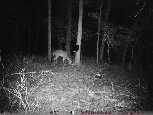 Fotopułapka kamera leśna BG410-M wysyła MMS monitoring