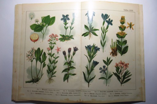 POLSKI ATLAS BOTANICZNY, TABLICE BARWNE, ZIOŁA, ZIELNIK, sprzed I wojny