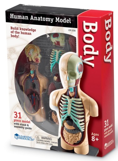 Tułów człowieka model anatomiczny ludzkie ciało Learning Resources