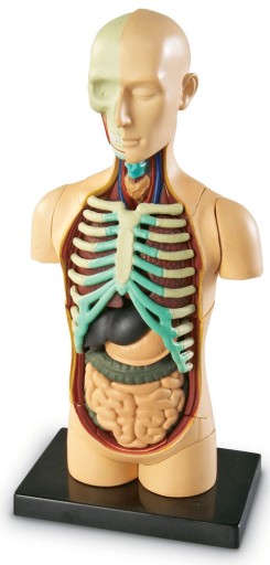 Tułów człowieka model anatomiczny ludzkie ciało Learning Resources