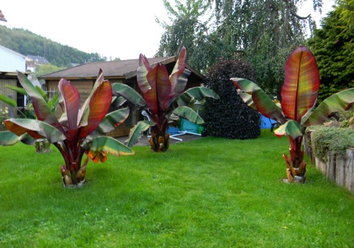 Bananowiec ensete Abisyński Maurelli 40-60cm C3