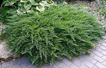 JAŁOWIEC TAMARISCIFOLIA PŁOŻĄCY ZADARNIAJĄCY